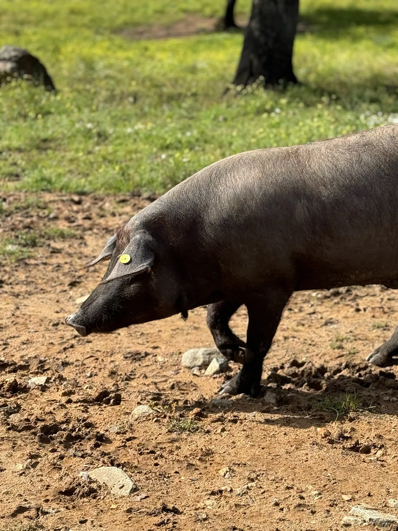 Un porc ibérique qui fouille la dehesa, chez Juan Pedro Domecq