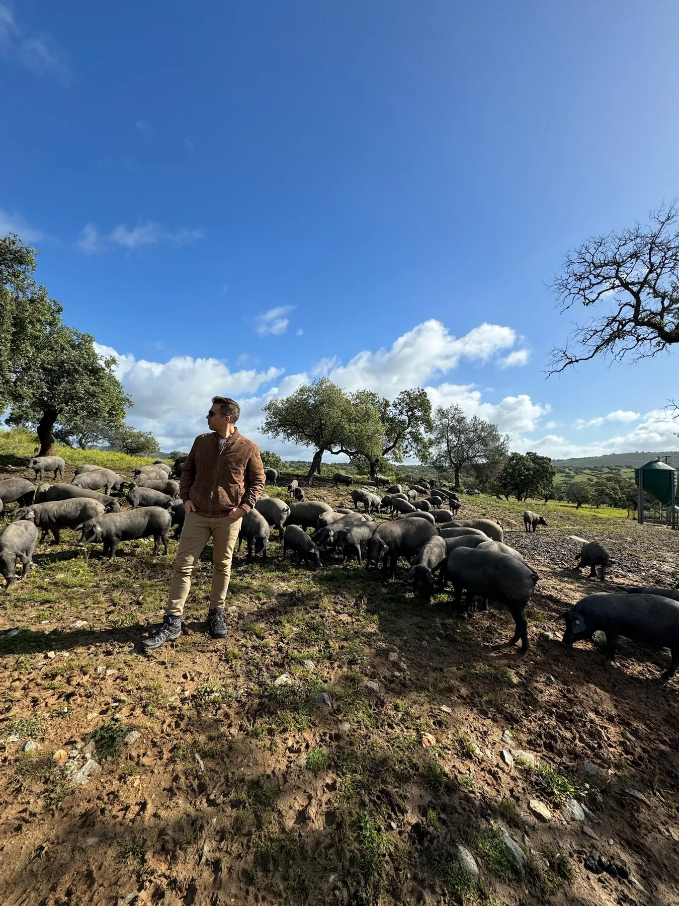 Un troupeau de porcs ibériques dans la dehesa, la dula qui nous a donné notre nom