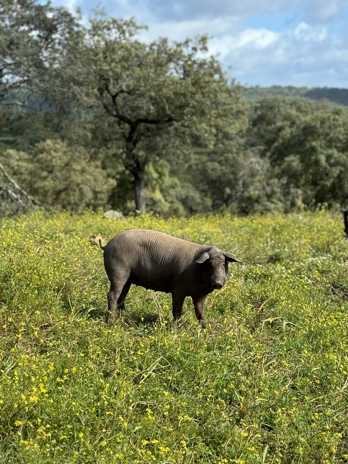 Un porc ibérique en liberté dans la dehesa