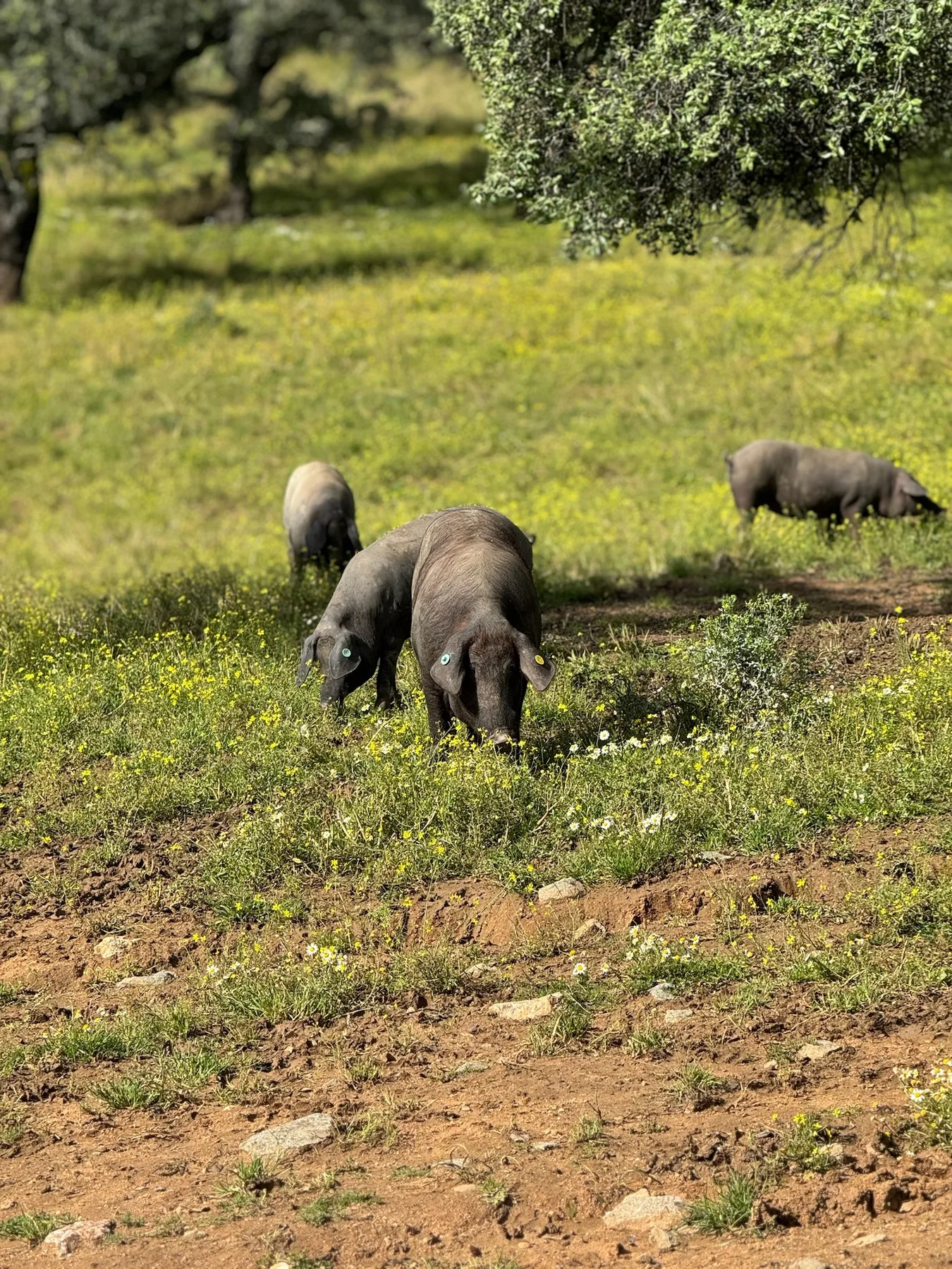 Iberische Schweine auf der Weide in der Dehesa der Extremadura