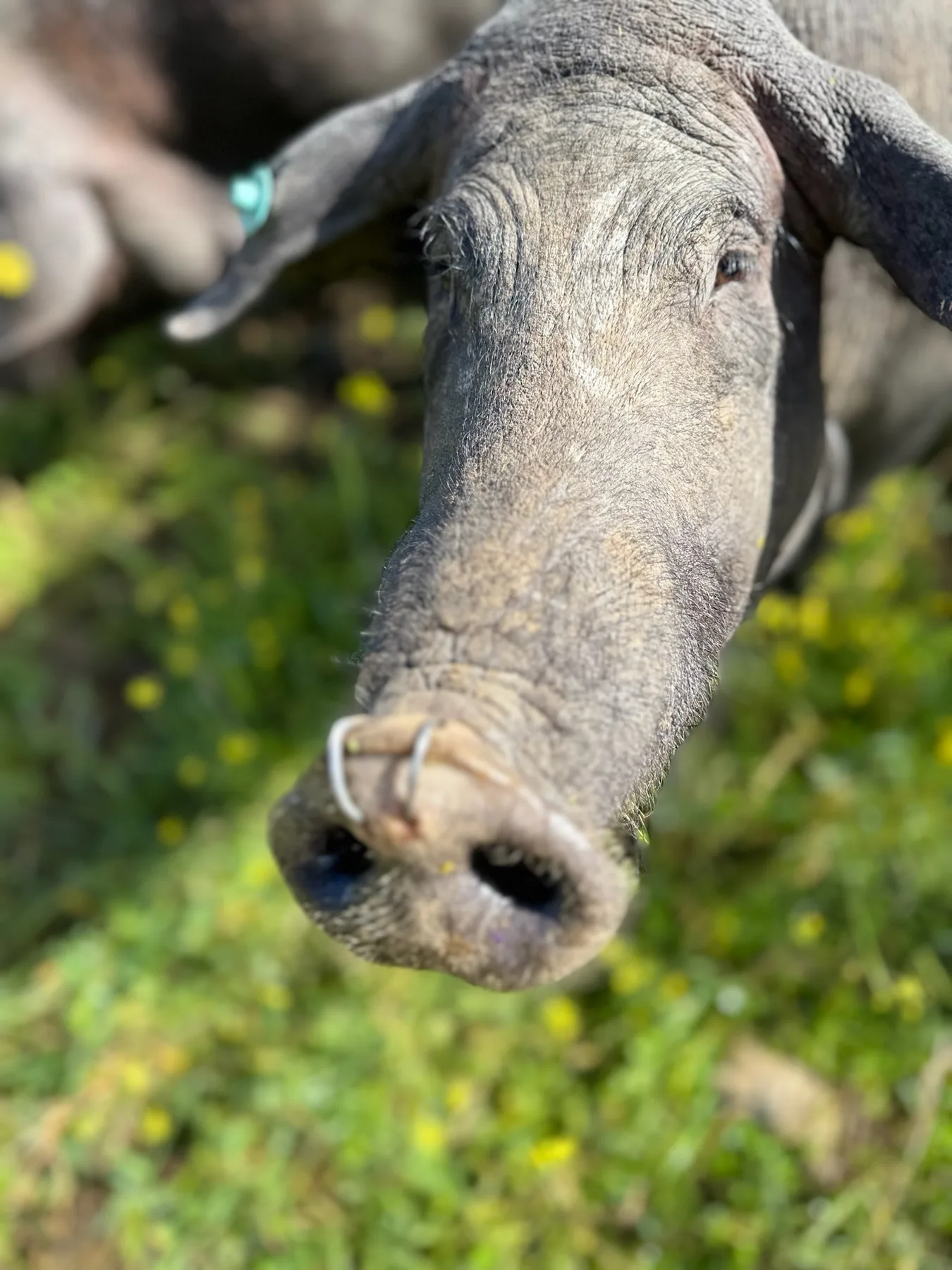 Un porc ibérique qui cherche des glands au sol