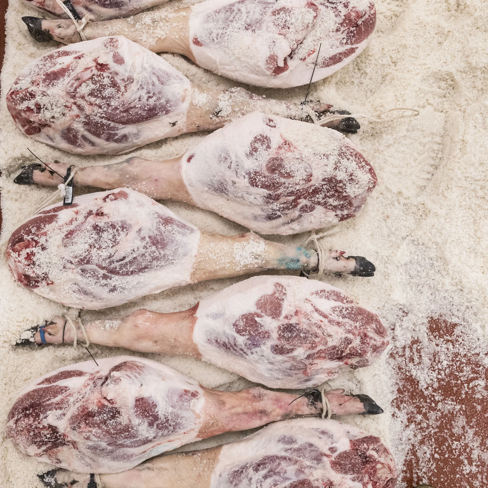 Des jamones ibériques en cours de salage chez Juan Pedro Domecq
