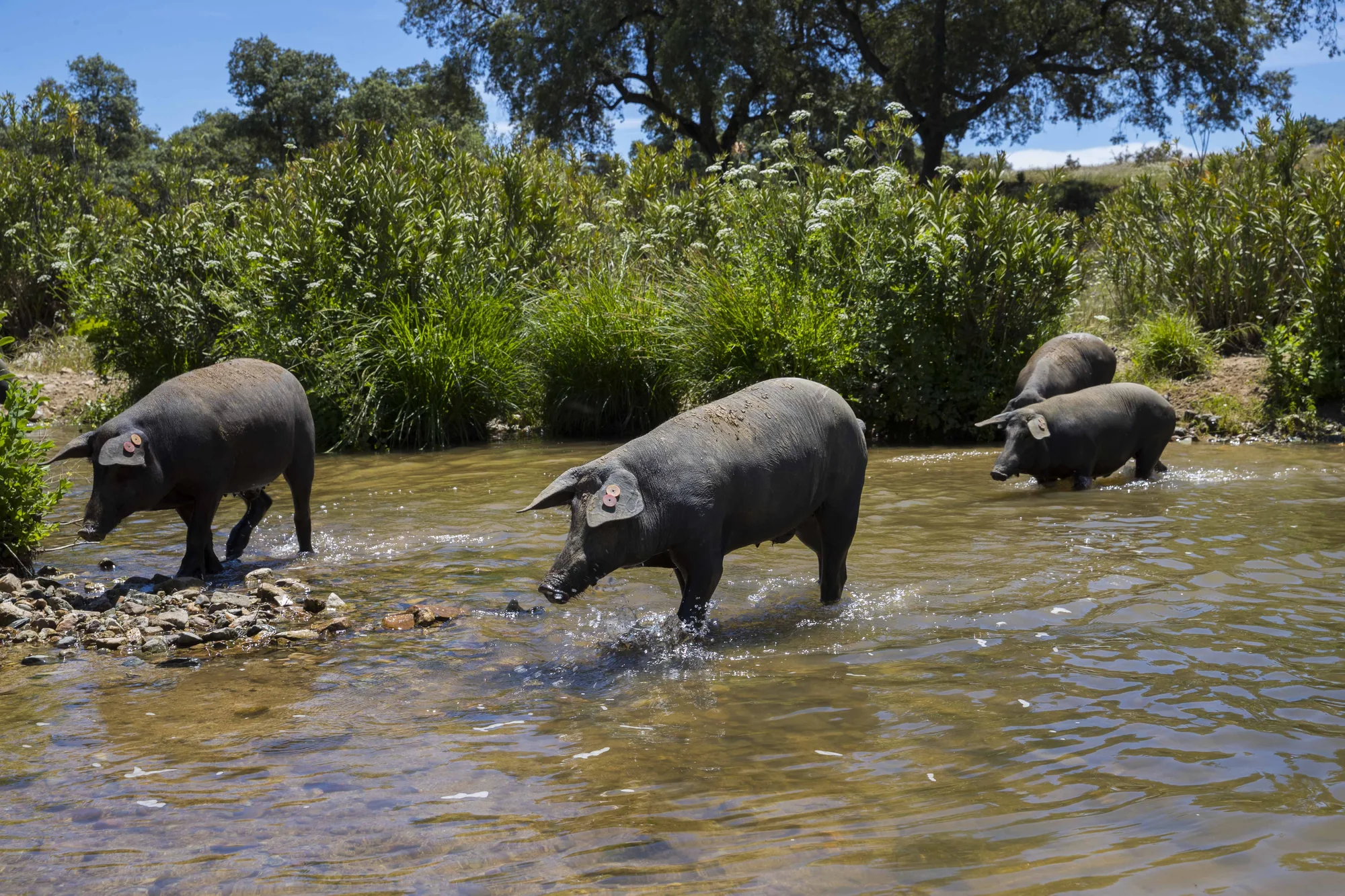 Des porcs ibériques traversant un ruisseau dans la dehesa de Juan Pedro Domecq, à Huelva