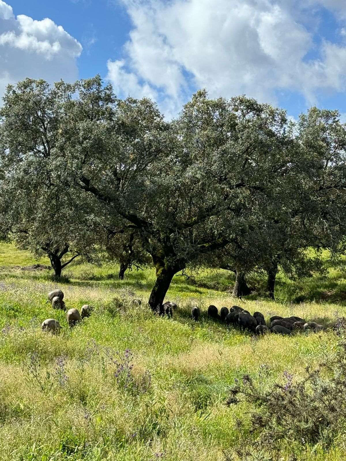 Encinas en la dehesa, hierba alta de primavera