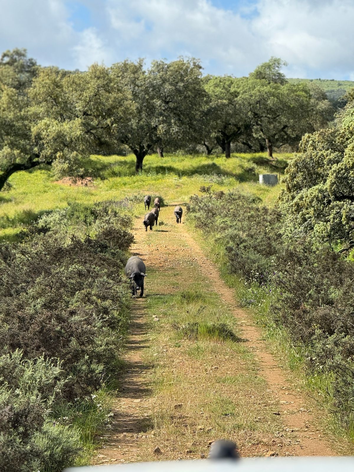 Cerdos ibéricos avanzando por un camino de tierra entre encinas