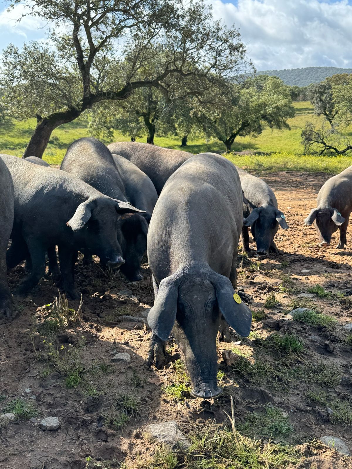 Grupo de cerdos ibéricos bajo las encinas