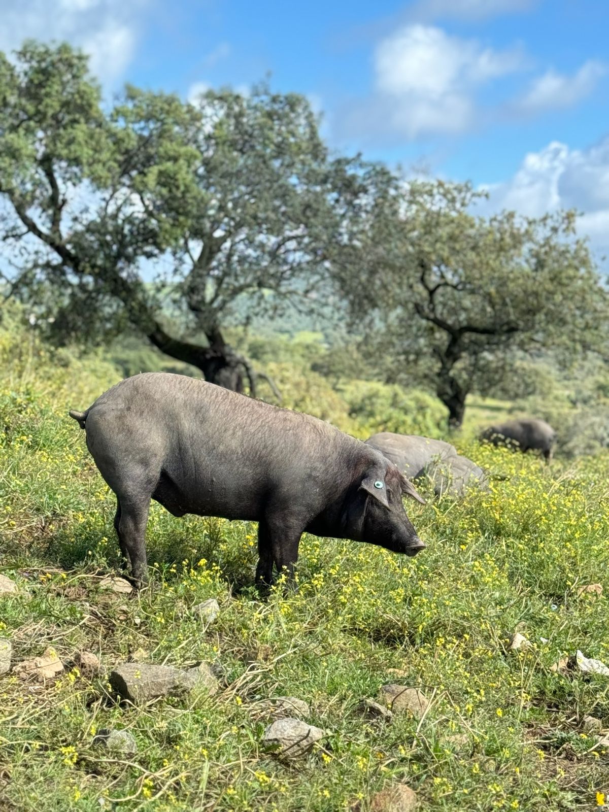 Sierra de Aracena, Huelva
