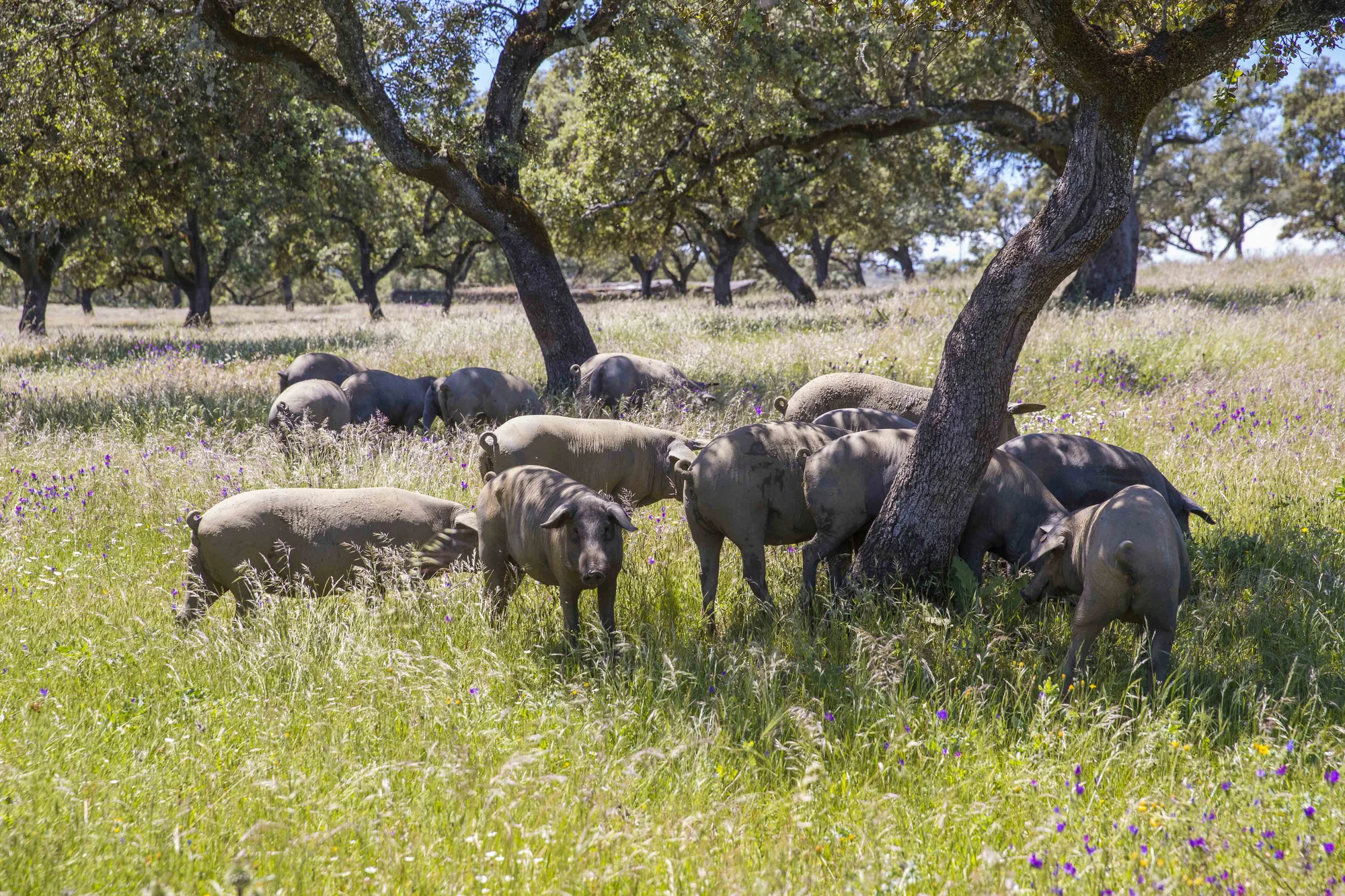 Porcs ibériques pendant la montanera, dans la dehesa, Juan Pedro Domecq