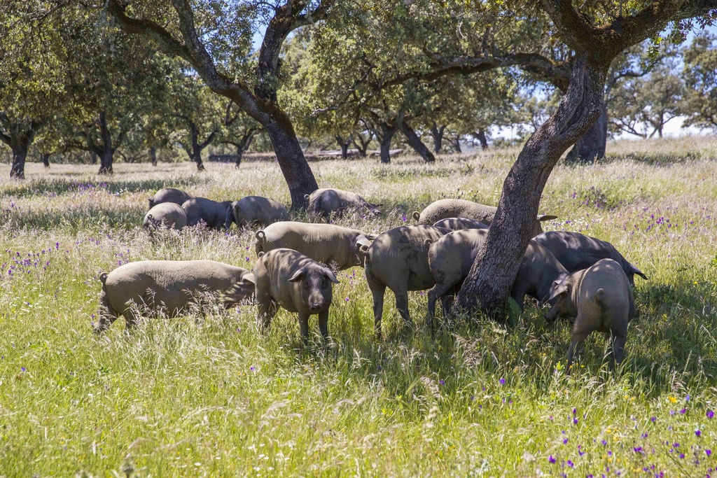 Porcs ibériques à l’ombre des chênes, dans la dehesa, Juan Pedro Domecq