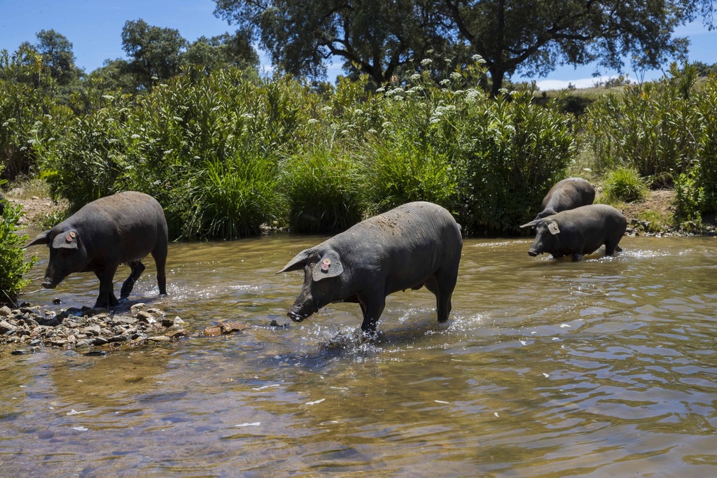 Porcs ibériques traversant un ruisseau de la dehesa, Juan Pedro Domecq